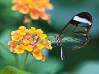 Flora-Fauna-Habitat