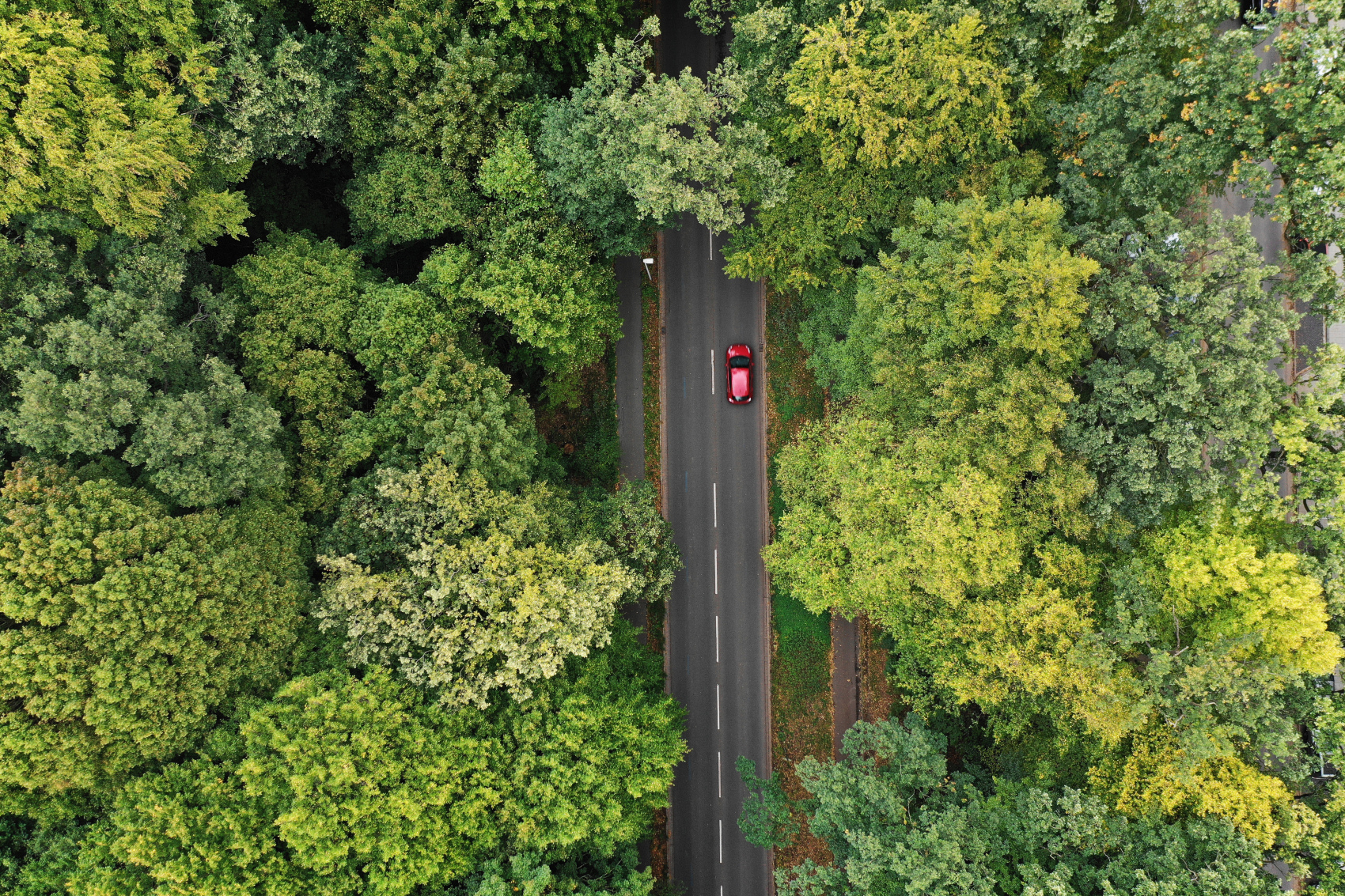 Auto fährt durch den Wald