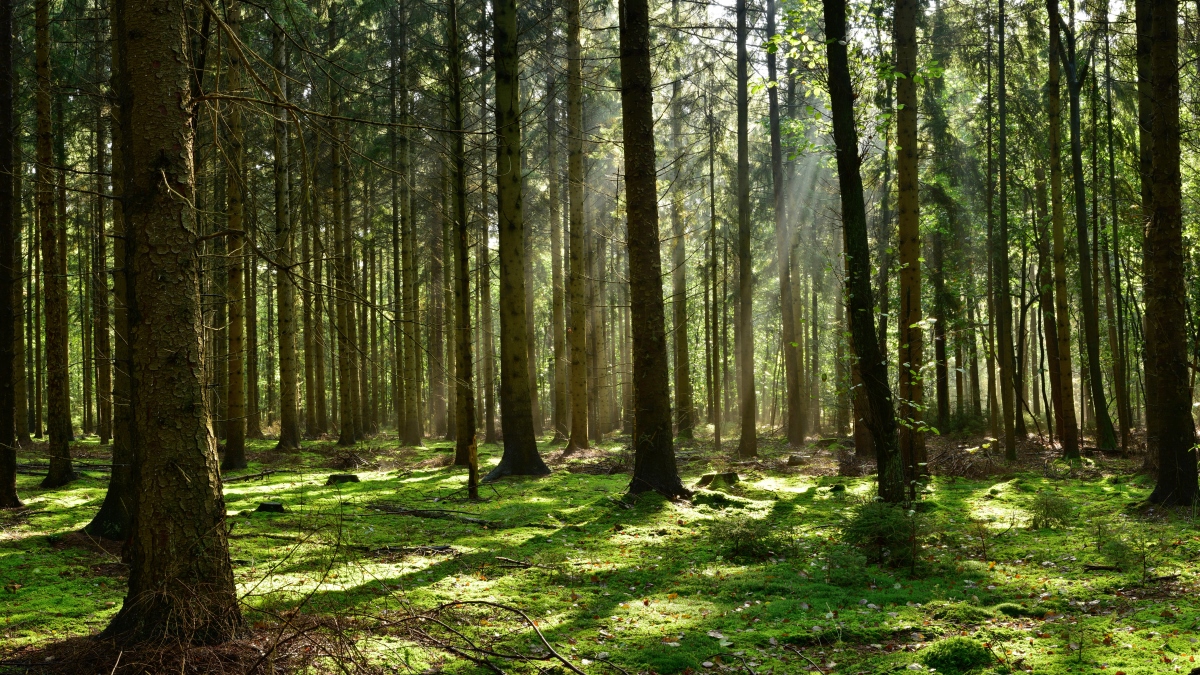 Wald