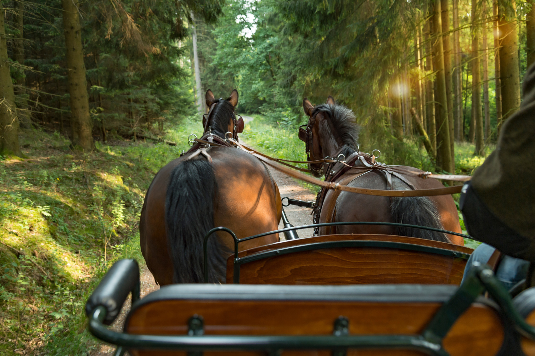 Pferdekutsche auf einem Waldweg