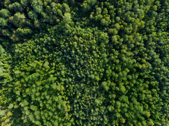 Luftbildaufnahme eines Waldes: Vogelperspektive eines dichten Waldgebiets mit verschiedenen Grüntönen. Die Baumkronen bilden eine geschlossene, texturreiche Oberfläche.