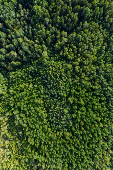 Luftbildaufnahme eines Waldes: Vogelperspektive eines dichten Waldgebiets mit verschiedenen Grüntönen. Die Baumkronen bilden eine geschlossene, texturreiche Oberfläche.