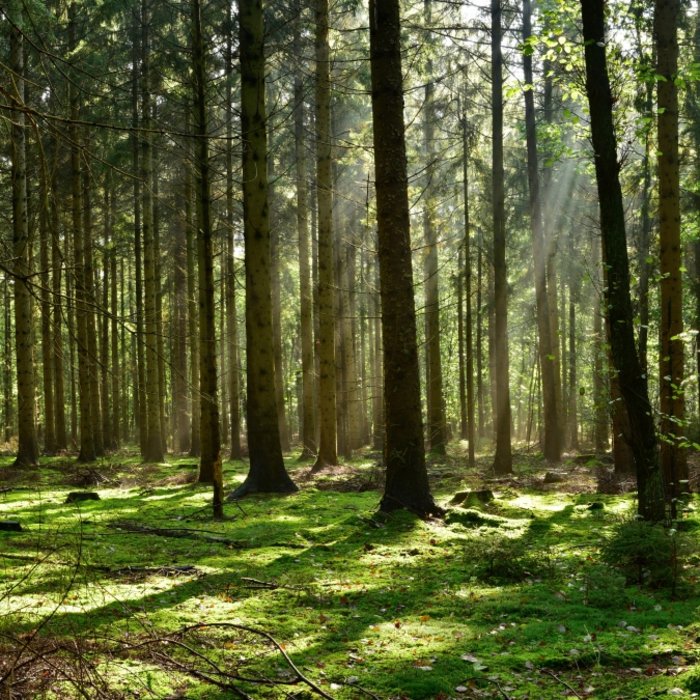 Wald