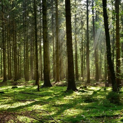 light-flooded forest light-flooded forest