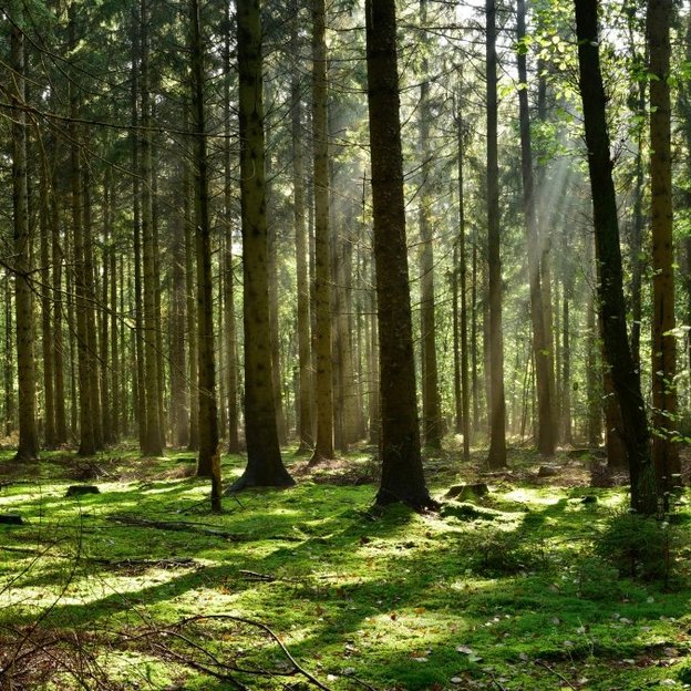Wald