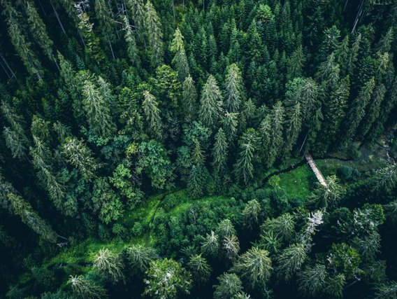 Luftaufnahme der grünen Baumkronen eines Kiefernwaldes