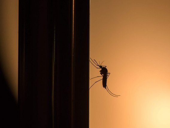 Silhouette einer Mücke mit langen Beinen und Fühlern vor warmem, orangefarbenem Licht an einer Hauswand. 