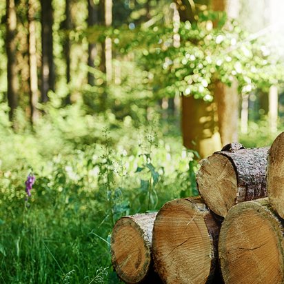 Timber harvested from a sustainably managed forest as a source of FSC-certified raw materials