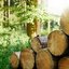 Holzernte im Wald
