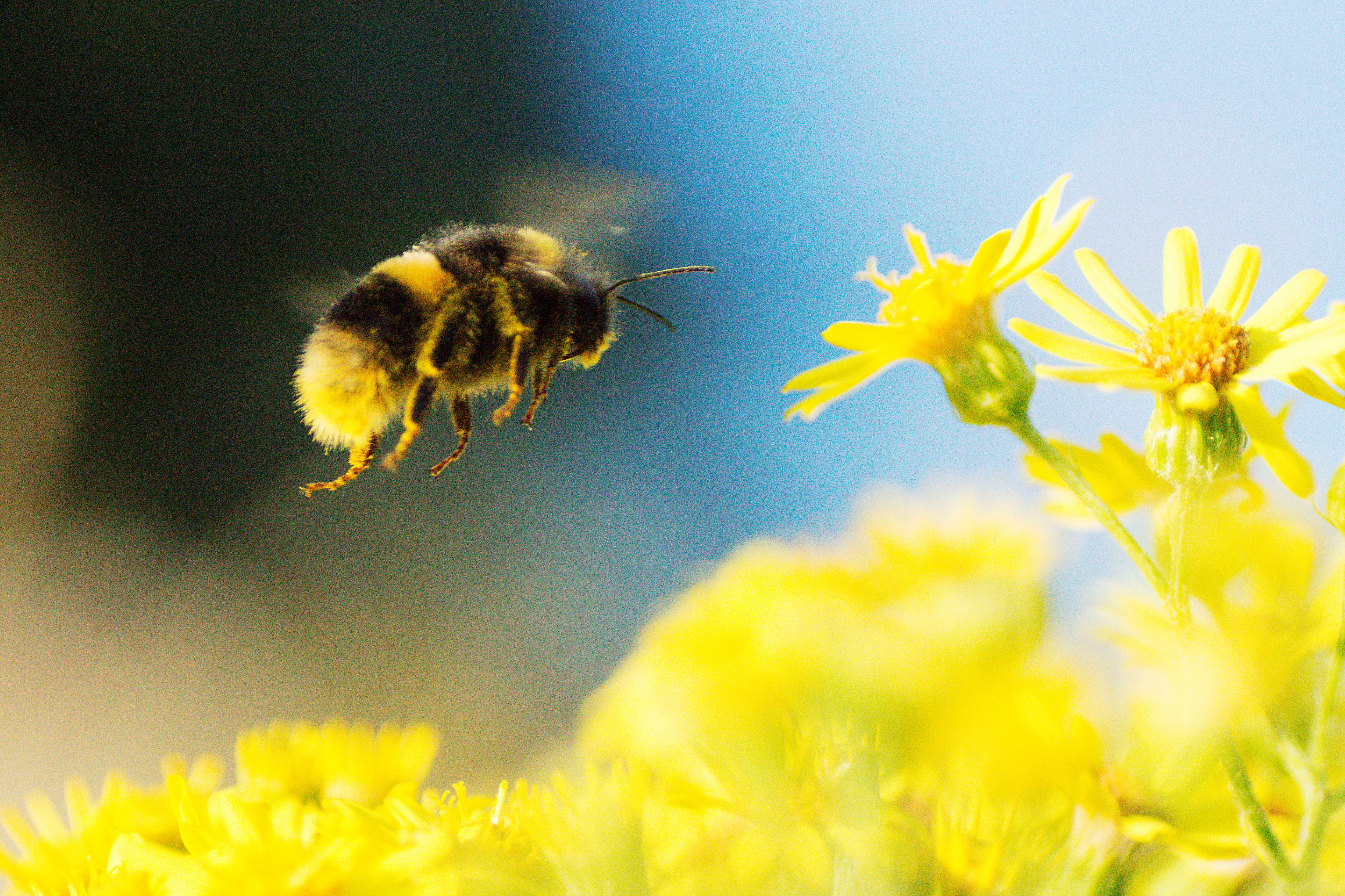 Curious Questions: How does a bumblebee fly? - Country Life