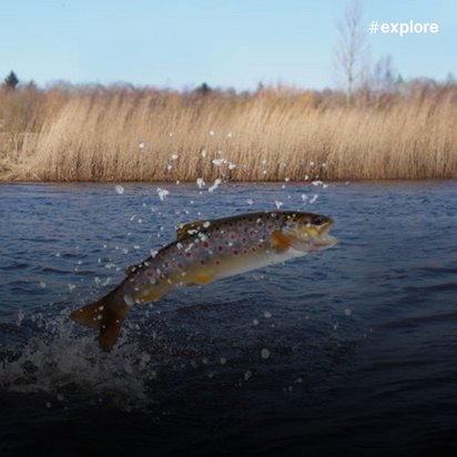 Ein Lachs springt aus dem See in die Höhe.