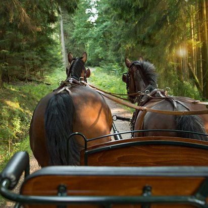 Pferdekutsche auf einem Waldweg