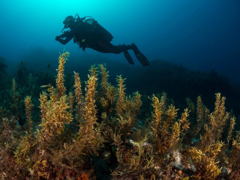 Taucher über einem Unterwasser-Seegraswald mit goldgelben Algen in blau-grünem Wasser.