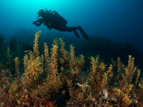 Taucher über einem Unterwasser-Seegraswald mit goldgelben Algen in blau-grünem Wasser.