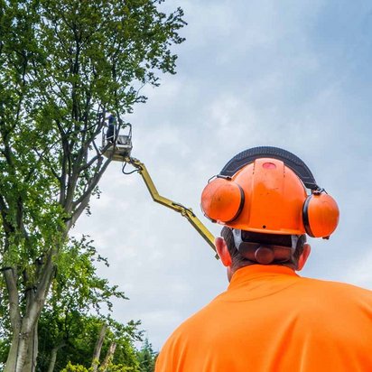 Ein Arbeiter in einem orangefarbenen Schutzhelm und Gehörschutz steht am Boden und blickt zu einem Kollegen, der in einer Hubarbeitsbühne hoch oben in einem Baum arbeitet. Der Himmel ist leicht bewölkt, und die Szene zeigt eine typische Arbeitssituation in der Baumpflege oder Forstwirtschaft.