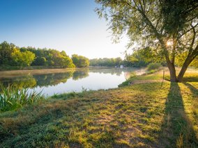Idyllische Seenlandschaft bei goldenem Sonnenlicht mit spiegelglattem Wasser, grünen Bäumen am Ufer und einer großen Weide im Vordergrund.
