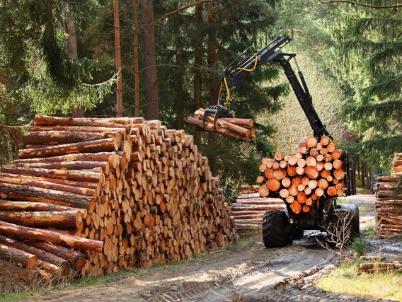 A timber harvester is operating in the forest.
