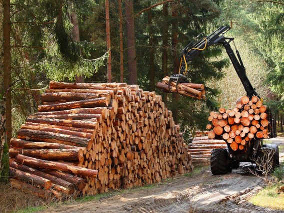 Ein Holzvollernter arbeitet im Wald