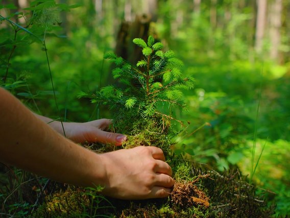 Person pflanzt einen kleinen Baum in einem grünen Wald