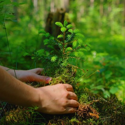 Person pflanzt einen kleinen Baum in einem grünen Wald