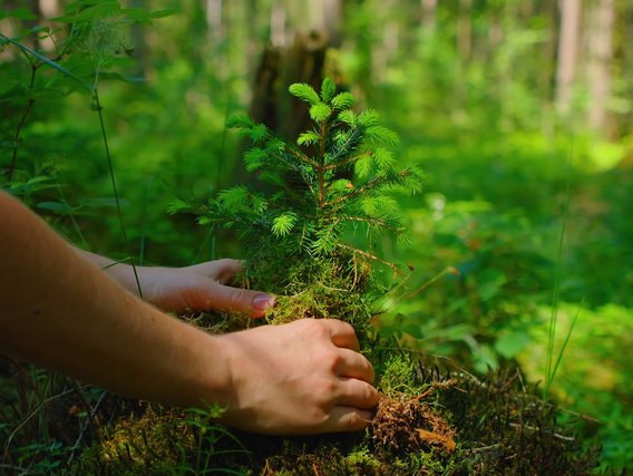 Person pflanzt einen kleinen Baum in einem grünen Wald