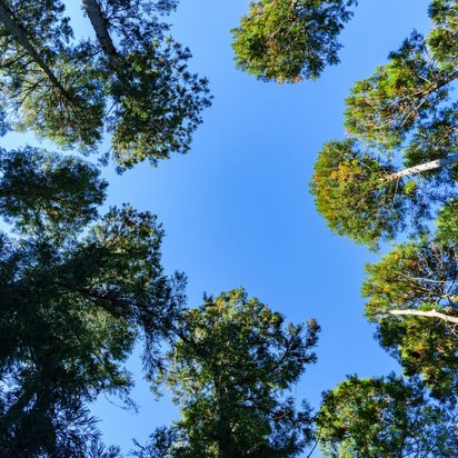 Eine Gruppe von Bäumen steht unter einem klaren blauen Himmel 