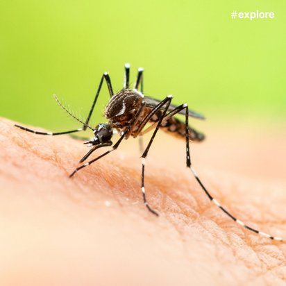 Eine Nahaufnahme eines Insekts auf menschlicher Haut