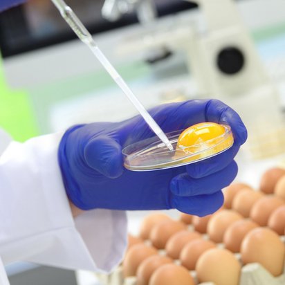 Symbolbild Hygiene - Hände mit blauen Handschuhen entnehme eine Probe von einem aufgeschlagenen Ei, dahinter weitere Eier