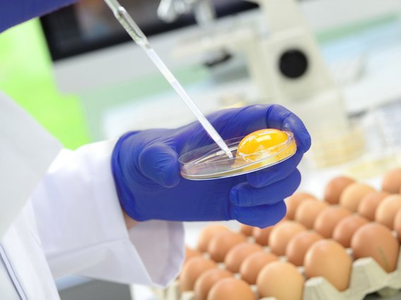 HACCP Zertifizierung Symbolbild Hygiene - Hände mit blauen Handschuhen entnehme eine Probe von einem aufgeschlagenen Ei, dahinter weitere Eier