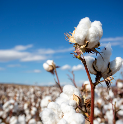 A cotton field full of organic cotton plants.