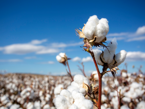 Cotton plant growing in a cotton field