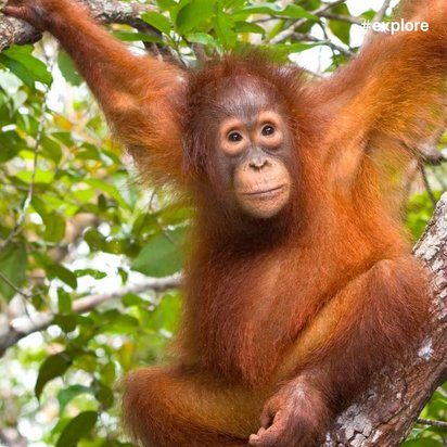 Ein orangefarbener Orang-Utan sitzt auf einem Baum und schaut weg.