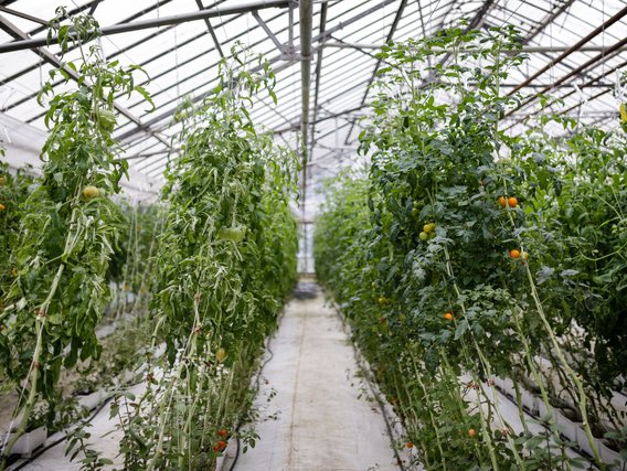 Hohe Tomatenpflanzen wachsen in Reihen im Gewächshaus, mit sichtbaren reifenden Früchten an den Reben.