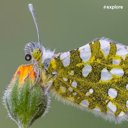 ein Schmetterling mit gelben, weiß gemusterten Flügeln, der auf einer grünen Pflanzenknospe sitzt, die sich gerade öffnet und eine orangefarbene Blüte zeigt.