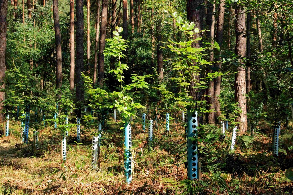 A reforestation project as a potential climate project under Article 6.4.