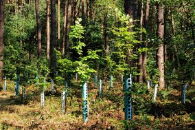 A reforestation project as a potential climate project under Article 6.4.