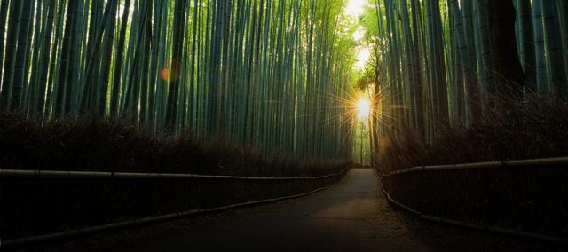 Dirt road in a bamboo forest