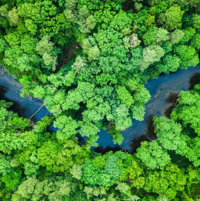 Eine Vogelperspektive zeigt einen dichten Wald, der sich entlang eines Flusses erstreckt, mit grünen Bäumen
