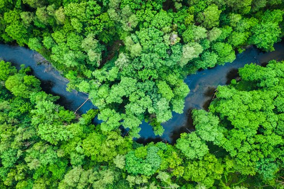 Eine Vogelperspektive zeigt einen dichten Wald, der sich entlang eines Flusses erstreckt, mit grünen Bäumen