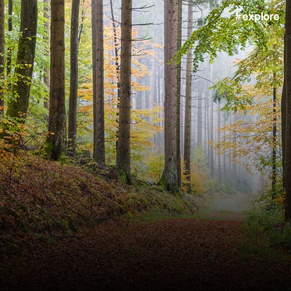 Ein herbstlicher Waldweg mit hohen Bäumen. Gelb und grün gefärbte Blätter umgeben den Pfad, der von Nebel und Sonnenlicht sanft beleuchtet wird.