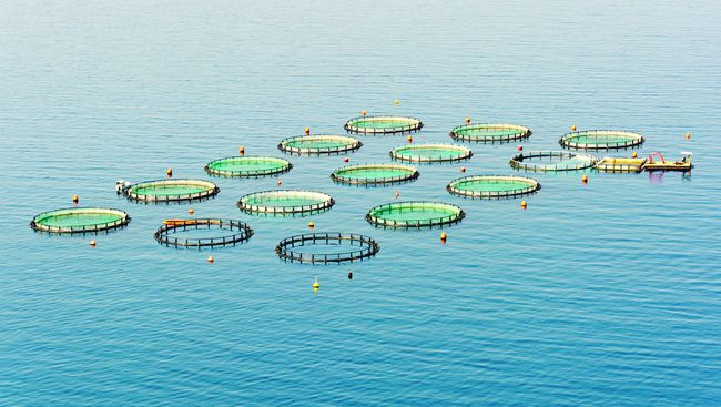 asc ASC Fisch - Zertifizierung für Aquakulturen