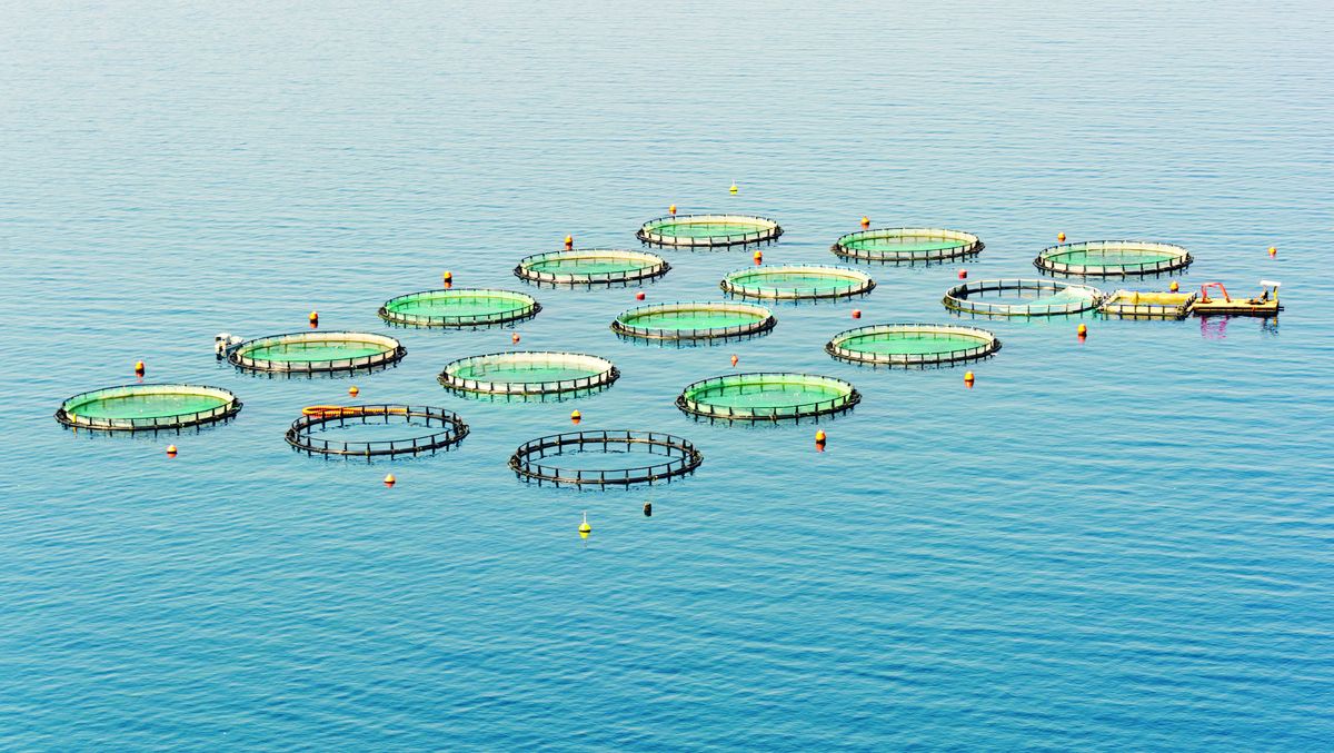 asc ASC Fisch - Zertifizierung für Aquakulturen