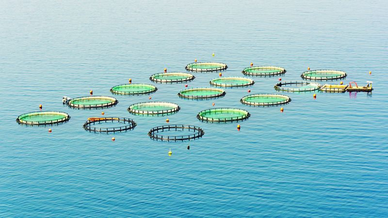 asc ASC Fisch - Zertifizierung für Aquakulturen