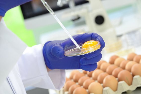 Symbolbild Hygiene - Hände mit blauen Handschuhen entnehme eine Probe von einem aufgeschlagenen Ei, dahinter weitere Eier