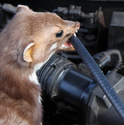 Marder beißt in ein Autokabel im Motorraum