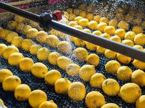 Gelbe Zitronen werden auf einem Förderband von einem Sprühgerät mit Wasser besprüht.