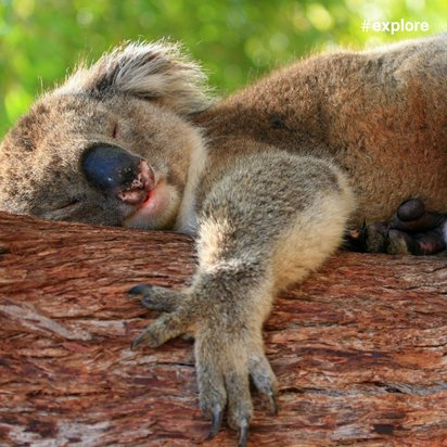 Ein grauer Koala schläft auf einem Baum.