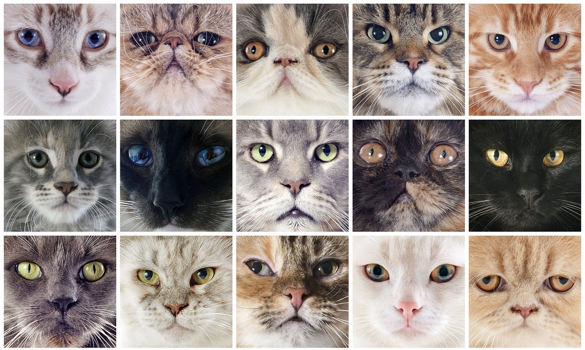 15 Nahaufnahmen verschiedener Katzen zeigen ausdrucksstarke Gesichter in einem 5x3-Raster. Auffällige Augenfarben und Fellmuster stehen im Fokus und erzeugen einen intensiven, fast hypnotischen Blickkontakt.