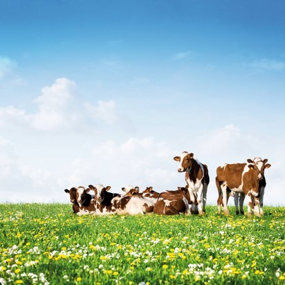 Kühe auf einer Wiese unter blauem Himmel Symbolbild QS-System - Kühe liegen und stehen auf einer Wiese