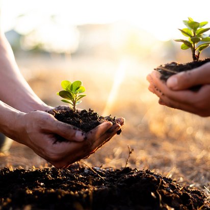 Zwei Hände pflanzen junge Bäume in den Boden.